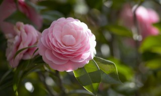 花起小白飞虫用什么可以除掉（花起小白飞虫用什么药）