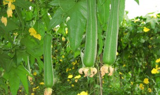 丝瓜种植时间及技术要点 苹果丝瓜种植时间及技术要点