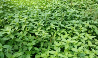 荆芥种植的时间和方法（荆芥种植的时间和方法视频）