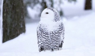 雪鸮幼崽吃什么（雪鸮幼崽吃什么食物好）