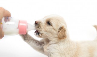 小狗喝了牛奶怎么补救 小狗喝了牛奶怎么补救吃什么