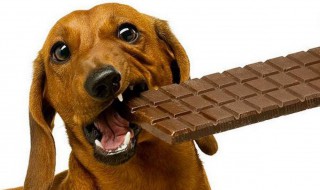 狗吃了巧克力怎么补救（狗吃了巧克力怎么补救呢）