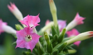 烟草花是什么 烟草花是什么样子