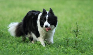 怎样训练边境牧羊犬 怎样训练边境牧羊犬幼犬视频讲解