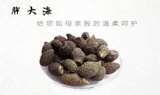 胖大海的功效与作用及食用方法 胖大海的功效与作用完整版