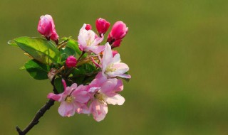 海棠花为什么叫断肠花（海棠花又叫断肠草）