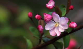 海棠花有什么寓意（海棠花有什么寓意吗）