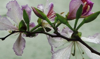 紫荆花花语 紫荆花花语发朋友圈