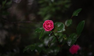 雨中赏花的心情说说 雨中赏花的心情说说短句