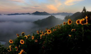 向日葵花语经典短句（向日葵有一段很好的花语）