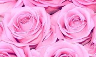 粉色玫瑰代表什么花语 粉色玫瑰代表什么花语和寓意和象征