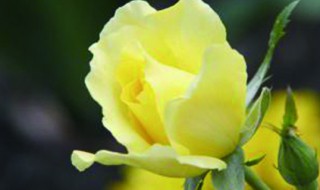 黄玫瑰代表什么花语（紫色玫瑰花的寓意和花语）
