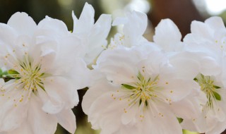 花语比较虐心的花（花语比较虐心的花少见）