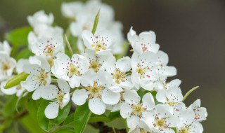 梨花的花语 梨花的花语功效特点诗词