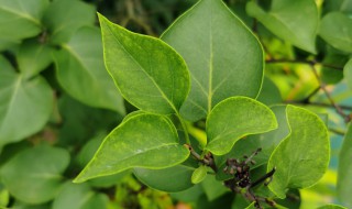 丁香花花的花语（丁香花是什么季节开的）