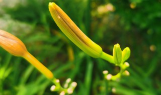 萱草花花语（萱草花花语唯美文案）