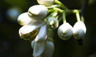 柚子花花语 柚子花花语和寓意