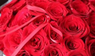 19支红玫瑰花语（19支红玫瑰花语是什么）
