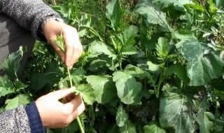 野腊菜的功效 野腊菜的功效及作用