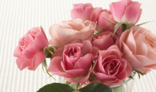 玫瑰花花语多少朵代表什么 玫瑰花花语多少朵代表什么玫瑰花语图片