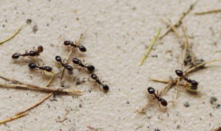 蚂蚁代表什么风水 风水学蚂蚁象征什么