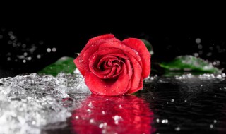 不同颜色玫瑰花花语 不同颜色玫瑰花花语和寓意表