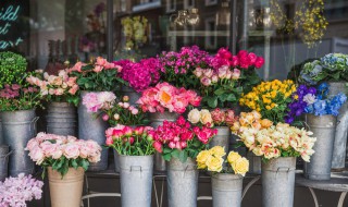 花种子怎么种 大岩桐花种子怎么种