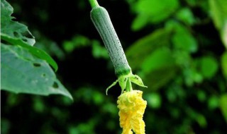 丝瓜是什么时候开花的（丝瓜是什么时候开花的植物）