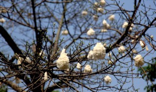 木棉花会结出棉花吗? 木棉花会结出棉花吗