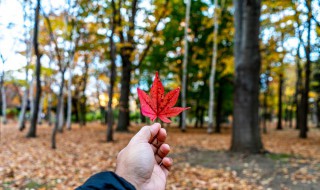 枫树会开花吗（枫树是吉树还是凶树）