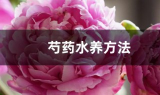 芍药水养方法（芍药水养护）