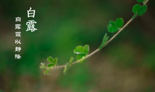 白露节气的特点和风俗（白露节气的特点和风俗图片）