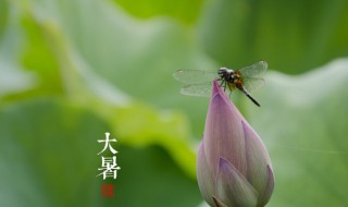 大暑节气是什么意思（大暑节气是啥意思）