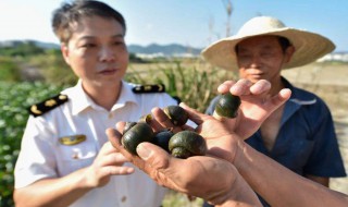 外来入侵物种有哪些 外来入侵物种有哪些植物