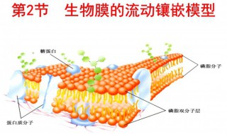 细胞膜的主要成分（构成细胞膜的主要成分）