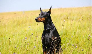 杜宾犬介绍 杜宾犬介绍一下