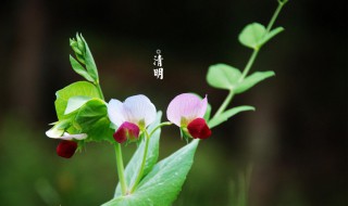 清明节气养生知识 清明节气养生知识手抄报图片