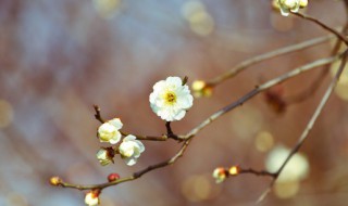 立春节气的彦语 立春节气的彦语怎么说