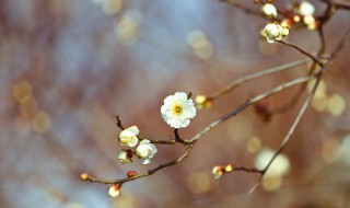 立春节气的特点和风俗 立春节气的特点和风俗画画作品