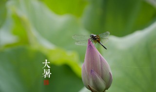 大暑节气的风俗食物（大暑节气的气候特点）