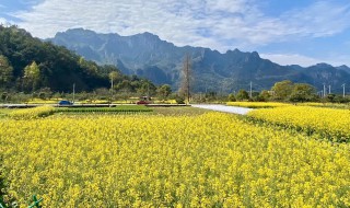 江西婺源几月份去最好看油菜花（婺源几月份开油菜花）