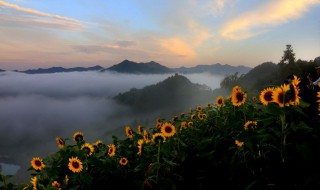 向日葵花语唯美句子（向日葵花语的唯美句子）