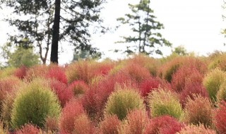 风滚草是扫帚菜吗 风滚草是不是扫帚苗