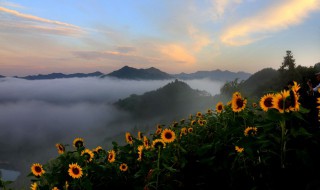 向日葵花的寓意 向日葵花的寓意和花语