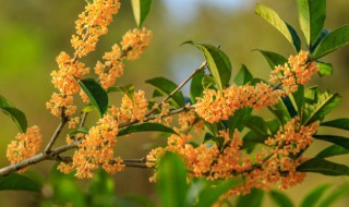 桂花树的养殖方法（桂花树的养殖方法和浇水）