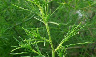 风滾草和猪毛菜的区别 风滚草好吃