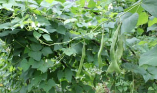 芸豆种植时间和方法 老来少芸豆种植时间和方法