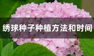 绣球种子种植方法和时间（绣球种子种植方法和时间视频）