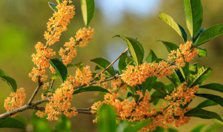 桂花零下20度能活吗（桂花0度能冻死吗）