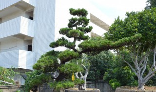 黑松怎样修剪和造型（黑松初次造型怎么修剪）